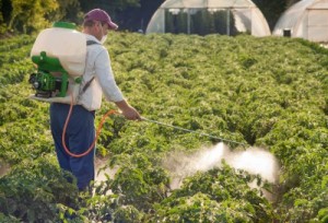 picture of Man spraying vegetables in the garden with insecticide