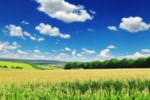 picture of monsato owned corn field