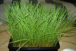 Grow-your-own-wheatgrass picture of wheatgrass