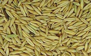 picture of oats