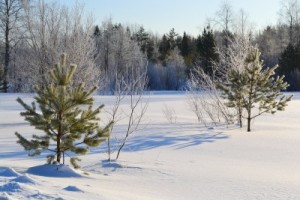picture of winter snow setting