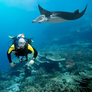 picture of scuba diver with eagle ray underwater