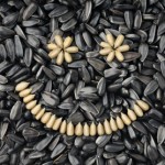 picture of sunflower seeds