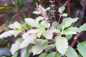 picture of ayurvedic plant