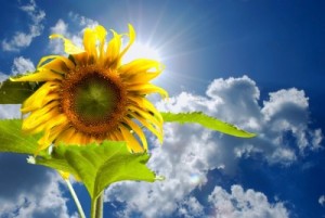 picture of sunflower