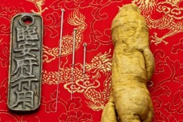 picture of ginseng