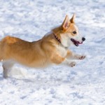 picture of dog in snow