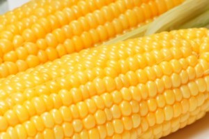 picture of GMO corn