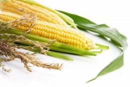 Corn isolated on the white picture of Corn isolated on white