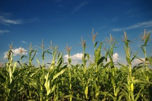 picture of Young vegetation on a corn field against the sky 